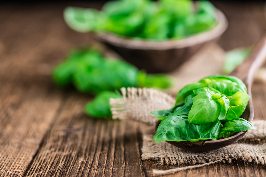 Fresh Basil (close-up Shot)